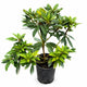Chionoides Rhododendron