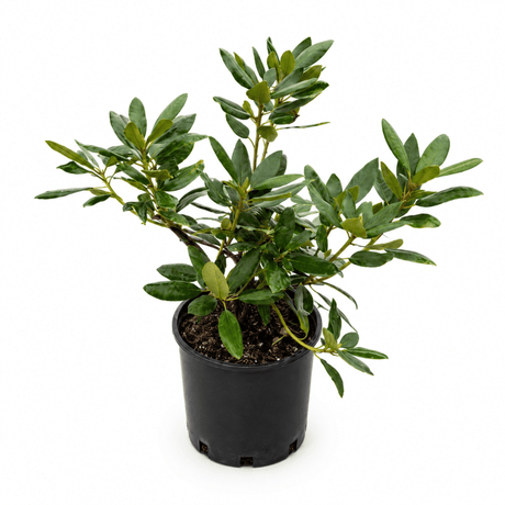 Roseum Elegans Rhododendron
