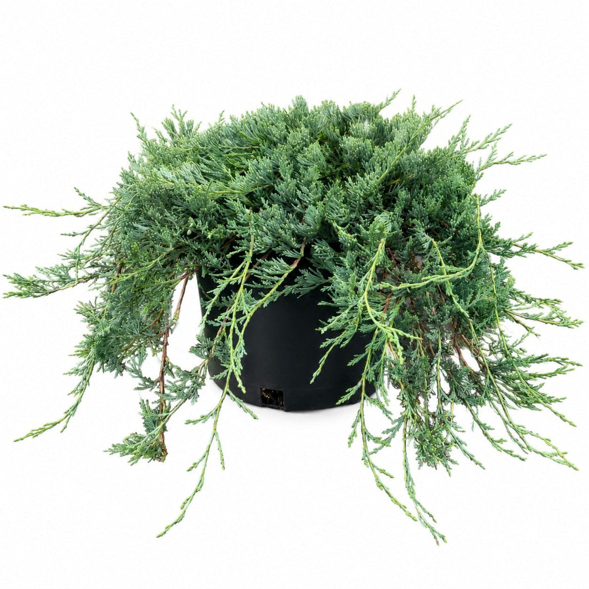 Bar Harbor Juniper