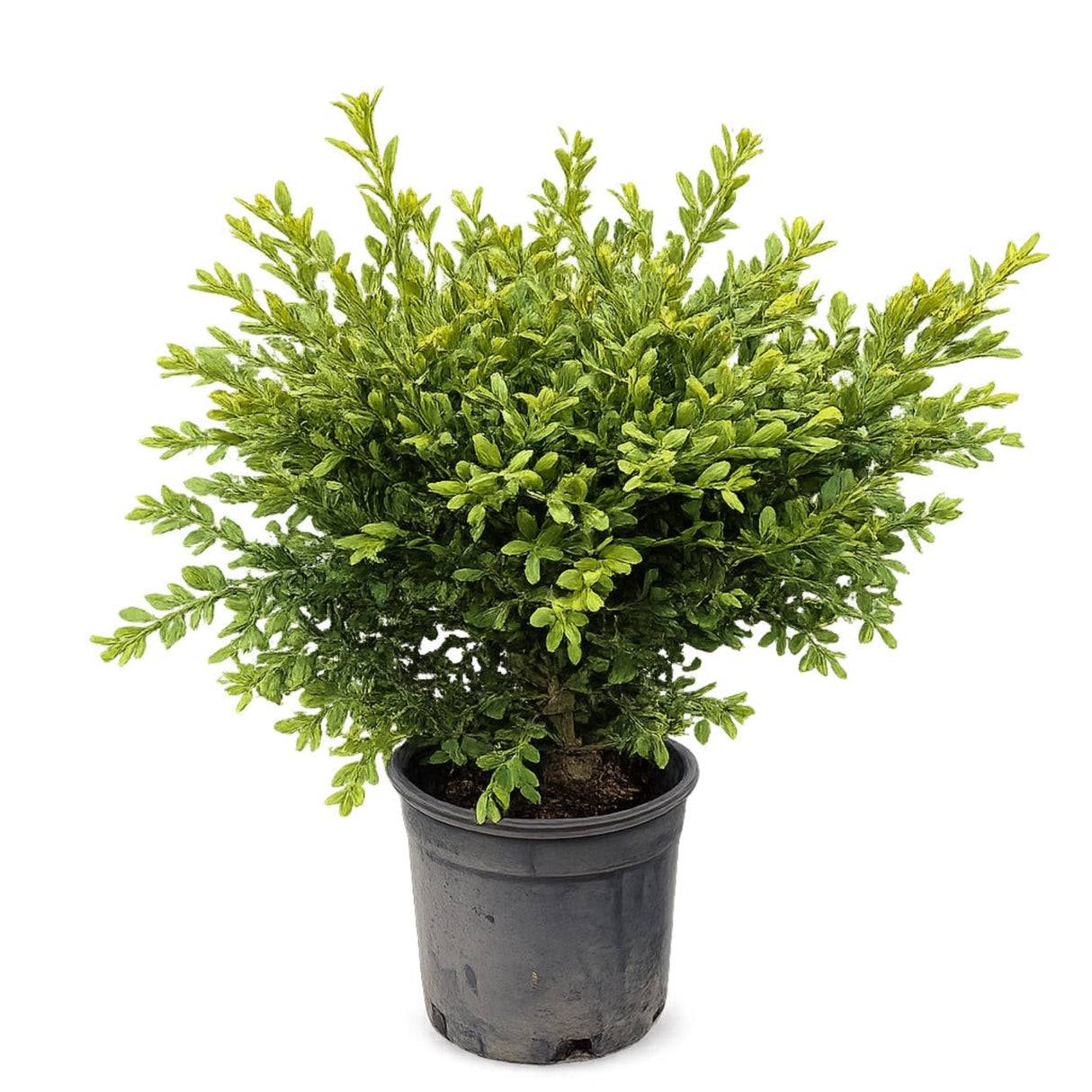 Wilson Northern Charm™ Boxwood