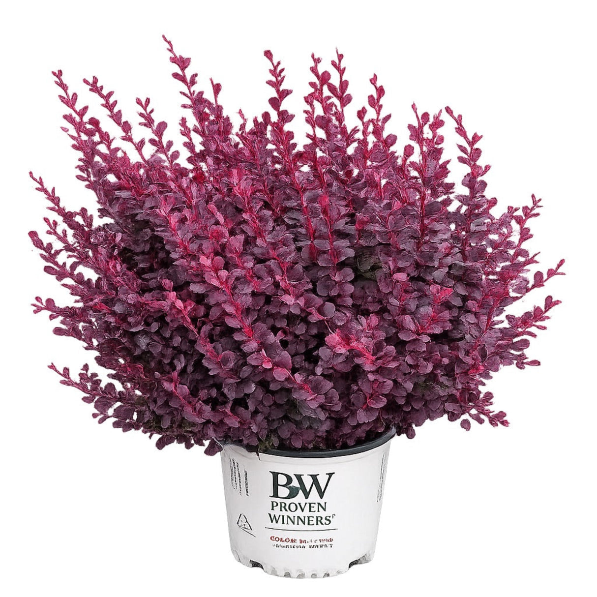 Sunjoy Mini Maroon® Barberry
