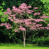 Cherokee Brave dogwood tree with light pink blossoms on delicate, horizontal branches, standing alone in a grassy area,