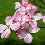 Close-up of Cherokee Brave dogwood flowers with soft pink petals, darker pink veining, and yellow-green centers.