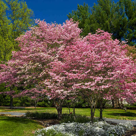 Two Cherokee Brave dogwood trees with light pink blossoms and layered branches.