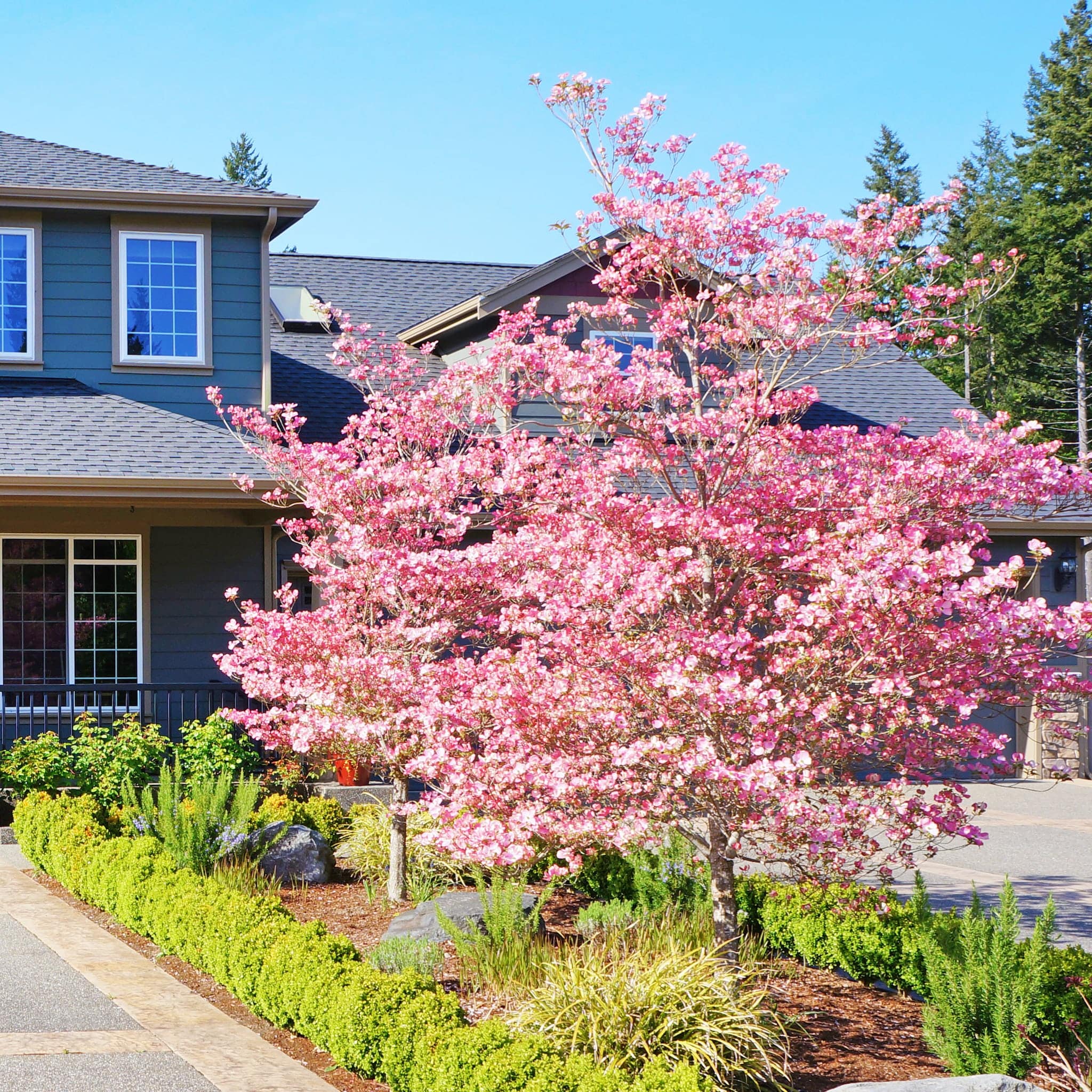 Cherokee Brave Pink Dogwood Tree – Vibrant Blooms & Year-Round Beauty