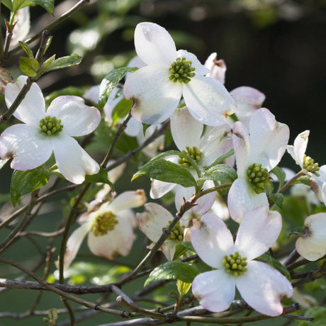 Close-up of Cherokee Princess dogwood flowers with white petals and green centers on leafy branches.