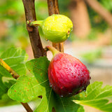 Close-up of a Chicago Hardy fig tree with ripe red fig and green fig, covered in water droplets.