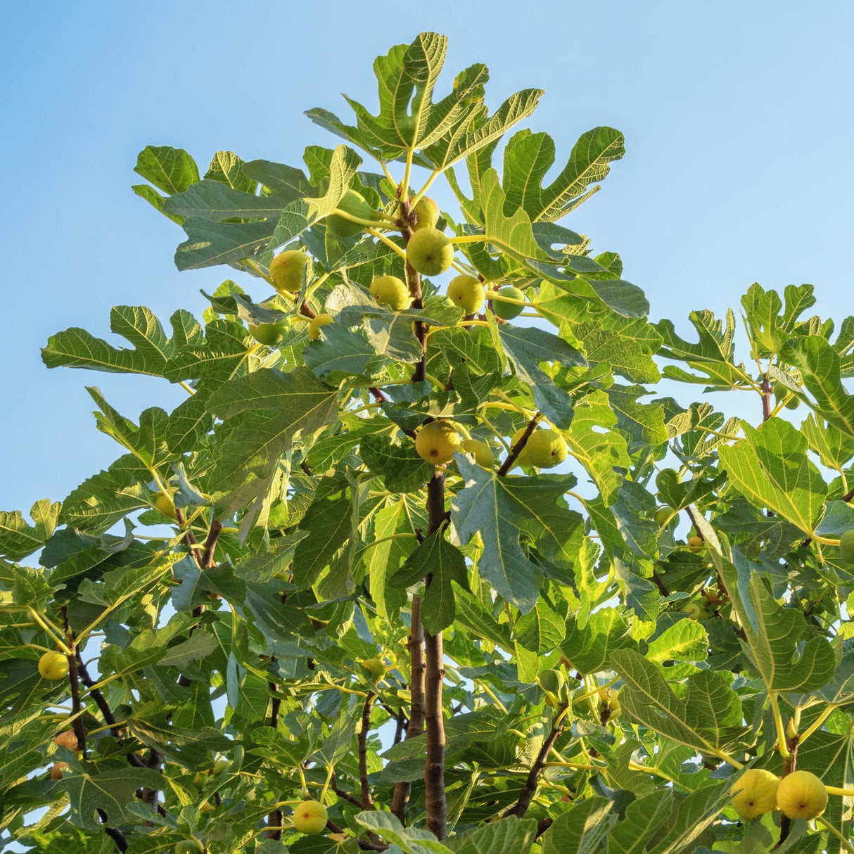 Chicago Hardy fig tree with green figs and large leaves under a clear blue sky.