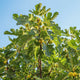 Chicago Hardy fig tree with green figs and large leaves under a clear blue sky.