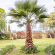 A mature Chinese fan palm (Livistona chinensis) with a tall, textured trunk and wide, fan-shaped green fronds in a landscaped garden.