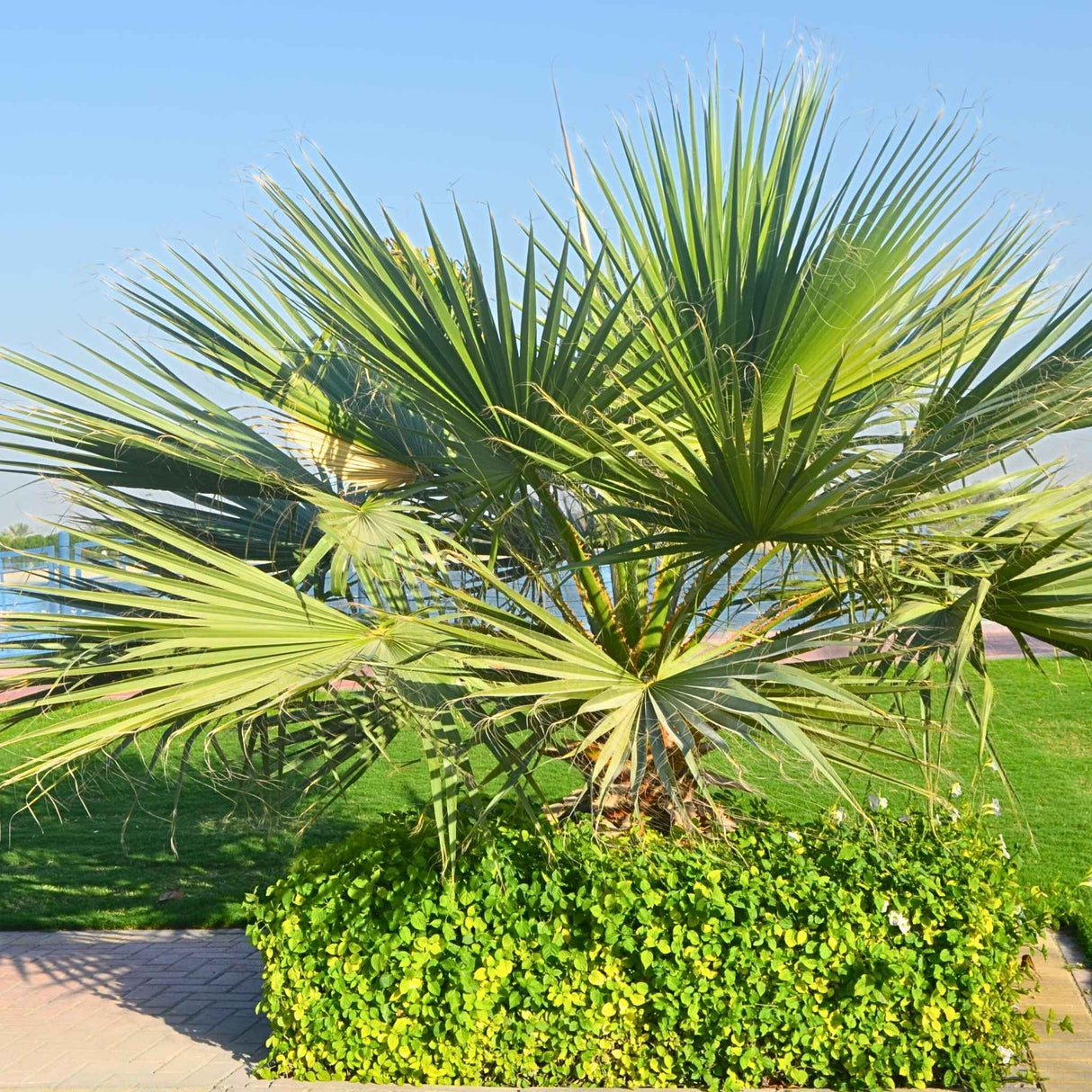 A young Chinese fan palm with broad, vibrant green fronds growing in a garden setting.