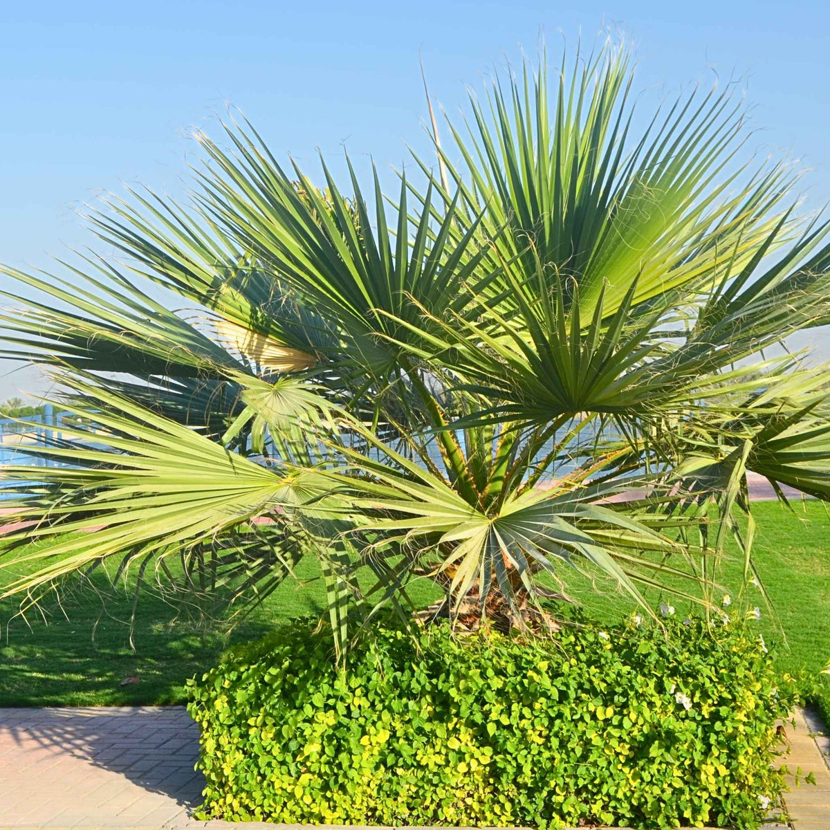 A young Chinese fan palm with broad, vibrant green fronds growing in a garden setting.