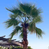 A Chinese fan palm with a tall, slender trunk and lush, spreading fronds against a clear blue sky.