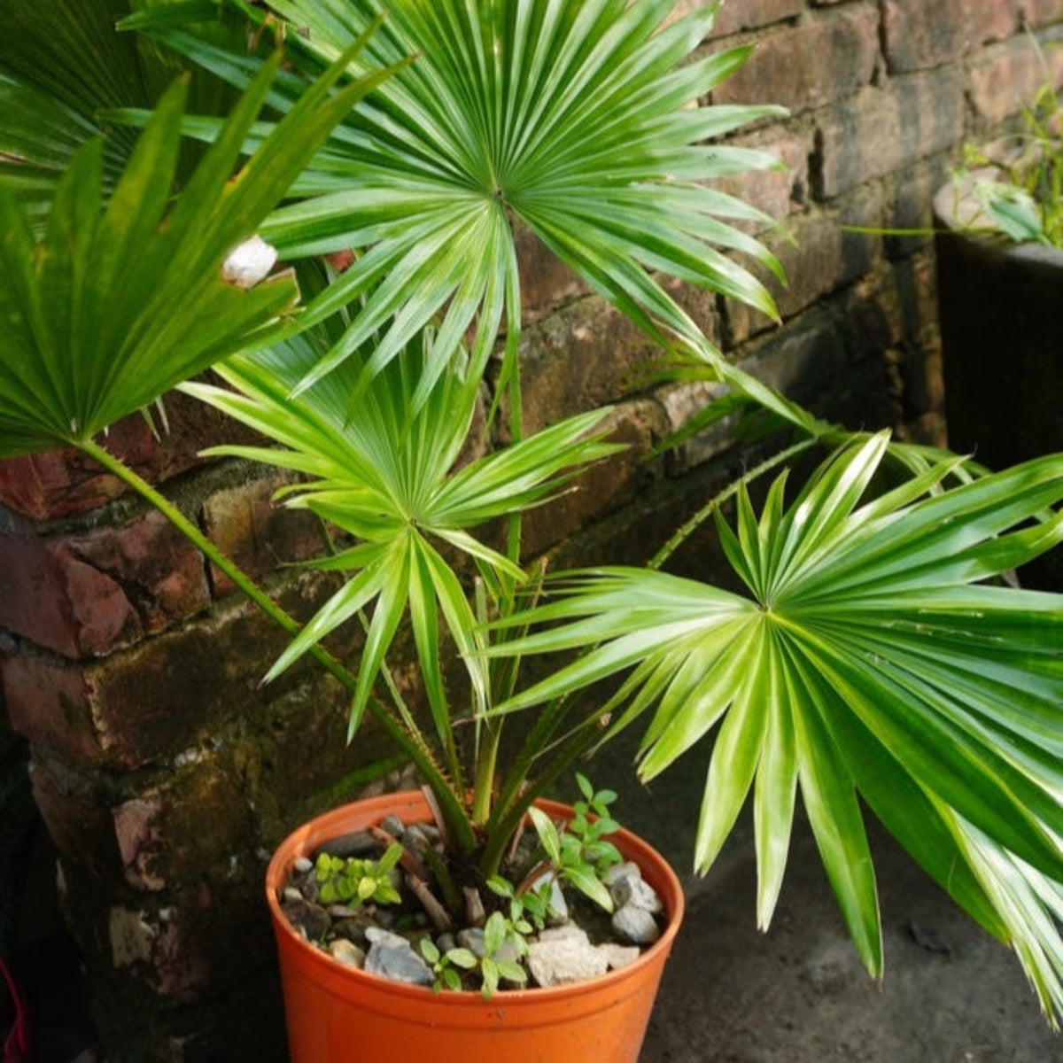 A potted Chinese fan palm with multiple stems and fan-like leaves, placed near a brick wall.