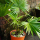 A potted Chinese fan palm with multiple stems and fan-like leaves, placed near a brick wall.