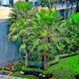 Chinese Fan Palm trees in a landscaped yard with green foliage.