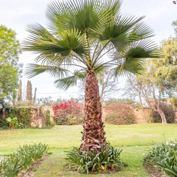 grand palm plant Chinese Fan Palm – Stunning, Low-Maintenance Tropical Beauty