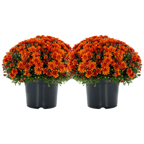 Set of 2 mums with orange flowers, deep autumn orange centers with brighter oranges showing at the tips of the petals with a white background