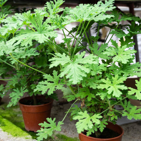 Potted mosquito plant with feathery green leaves in nursery pots.