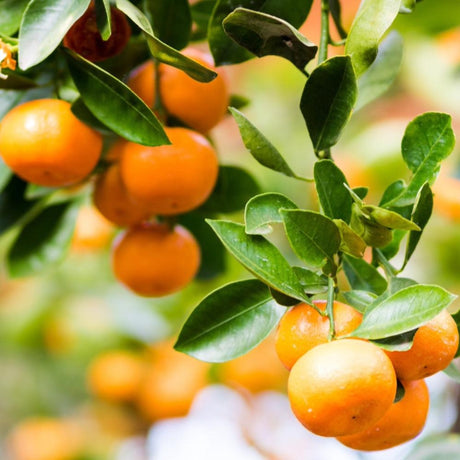 Cluster of ripe mandarin oranges with glossy leaves on a clementine mandarin tree branch.