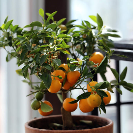 Potted Clementine Mandarin tree in an indoor houseplant environment