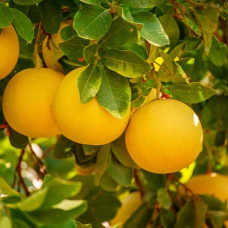 Close up of grapefruit on a cocktail grapefruit tree.