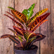 Codiadeum variegatum croton petra houseplant  in black nursery planter with wood fence background