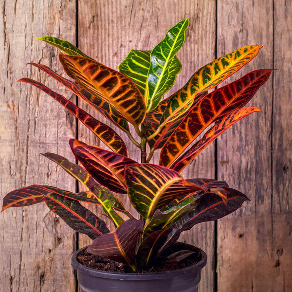 Croton Petra – Vibrant, Tropical Houseplant for Stunning Living Decor