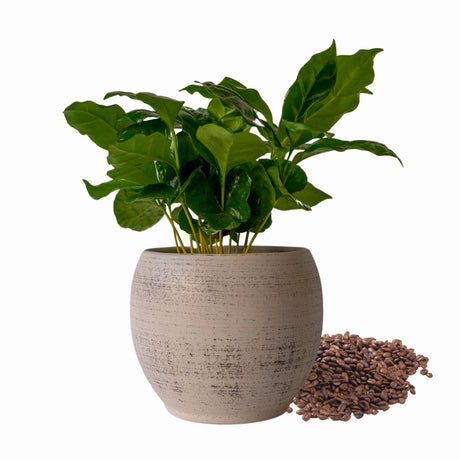 Arabica coffee plant in a pot with fresh coffee beans around the base to aid with plant identification.