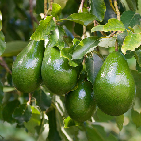 Zoom in view of cold hardy avocados growing on an avocado tree