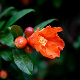 Close-up of a bright orange pomegranate flower with buds and dark green leaves.