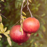 Two ripe red pomegranates hanging from a branch with yellowing leaves.