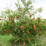 Cold hardy pomegranate tree with numerous ripe red fruits, supported by stakes, growing in a grassy field.