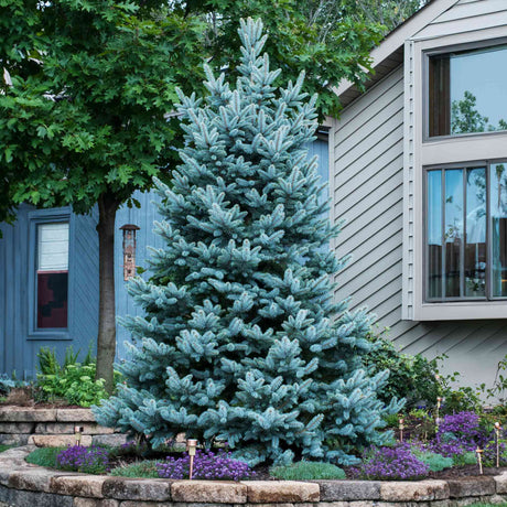 Small Colorado blue spruce tree being used as an accent tree in a front yard raised bed.