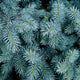 Close up view of the foliage of a Colorado blue spruce tree.