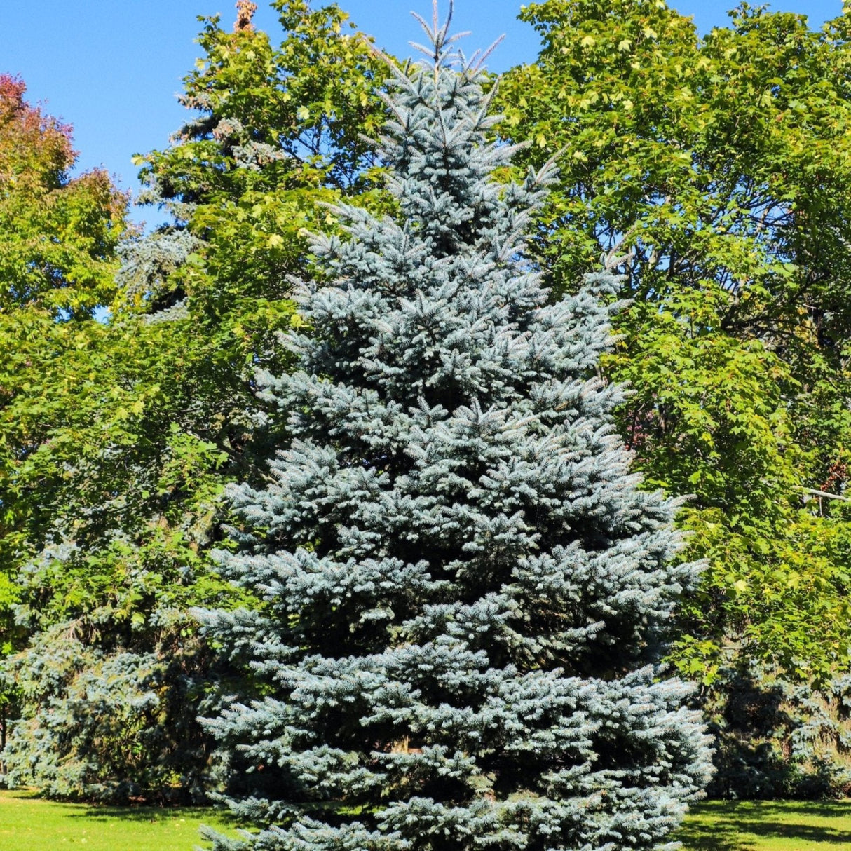 Mature Colorado blue spruce tree in a yard with other green trees behind it for contrast.