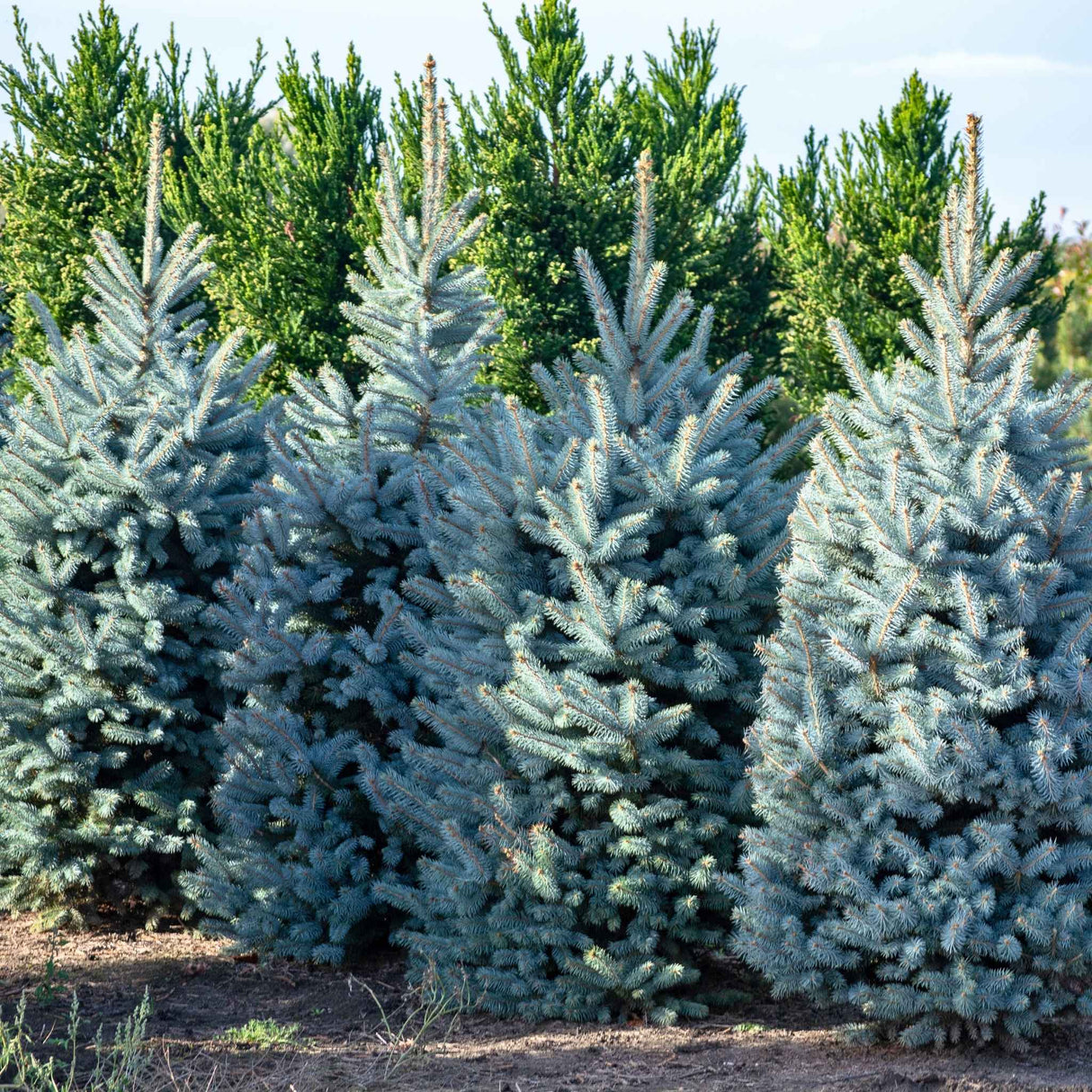 Row of Colorado blue spruce trees with dense, silvery-blue needles, set against a backdrop of green shrubs.