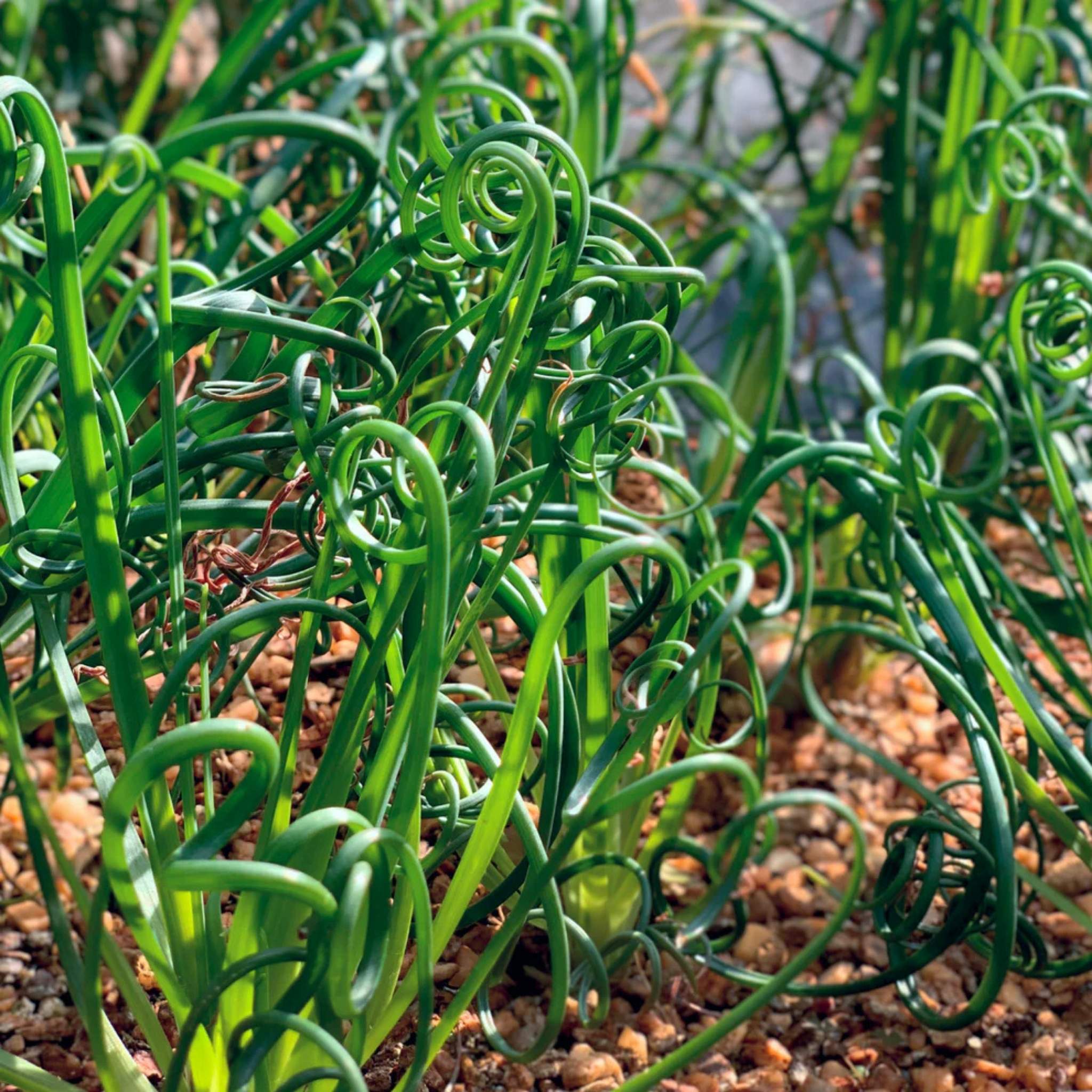 Juncus Effusus Spiralis 'Twister' – Unique Corkscrew Grassy Plant