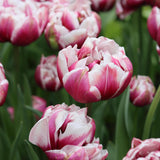 Close-up of pink and white Columbus Double Tulips with layered petals and green foliage.