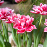 Close-up of vibrant pink and white double tulips in bloom, with green leaves in soft focus background.