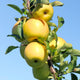 Close-up of several yellow apples hanging from a slender tree branch against a blue sky.