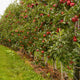 Row of columnar apple trees with red fruit in a grassy orchard.