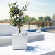 Small olive tree in a white square planter with white pebbles, placed outdoors on a white surface with a blurred background.