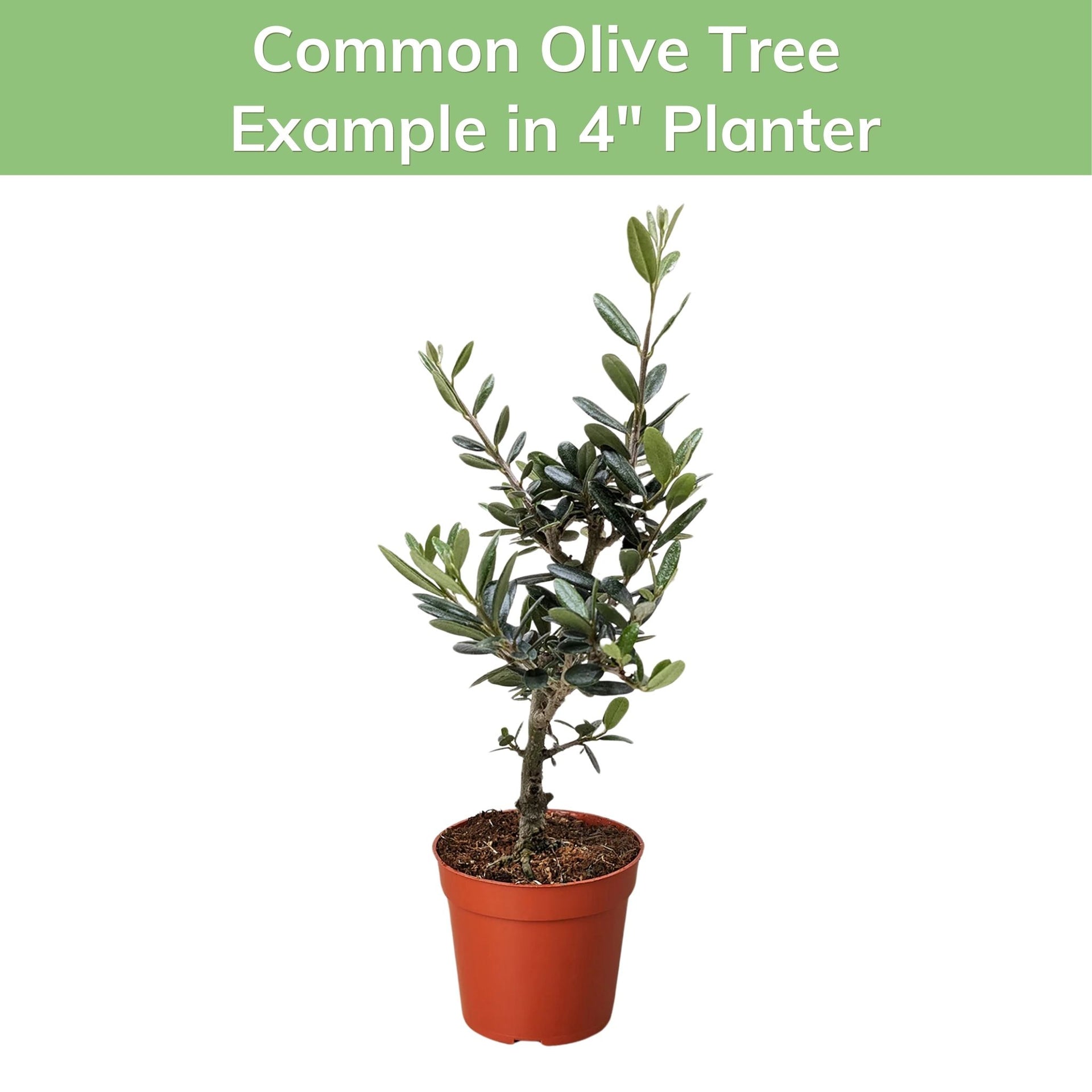 house plant olive tree Common Olive Tree – Elegant Evergreen Houseplant with Edible Olives