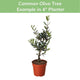 Common Olive Tree