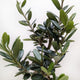 Foliage of a small Olive Tree on white background.