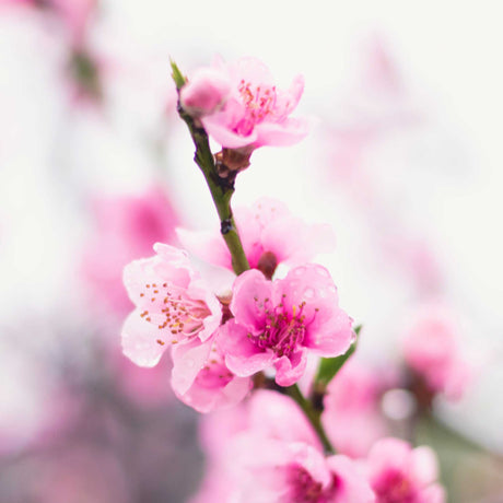 Close-up of pink peach blossoms with delicate petals and tiny water droplets, set against a soft, blurred background. The flowers are in full bloom, showcasing their vibrant color.