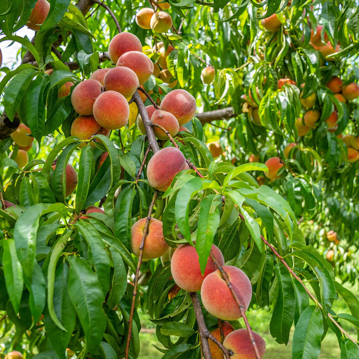 Branches of a Contender peach tree laden with ripe, red-blushed peaches hanging among vibrant green leaves. The fruit appears juicy and large, clustered densely along the branches, set against a lush background of foliage, showcasing the abundance and hardiness typical of the Contender variety.