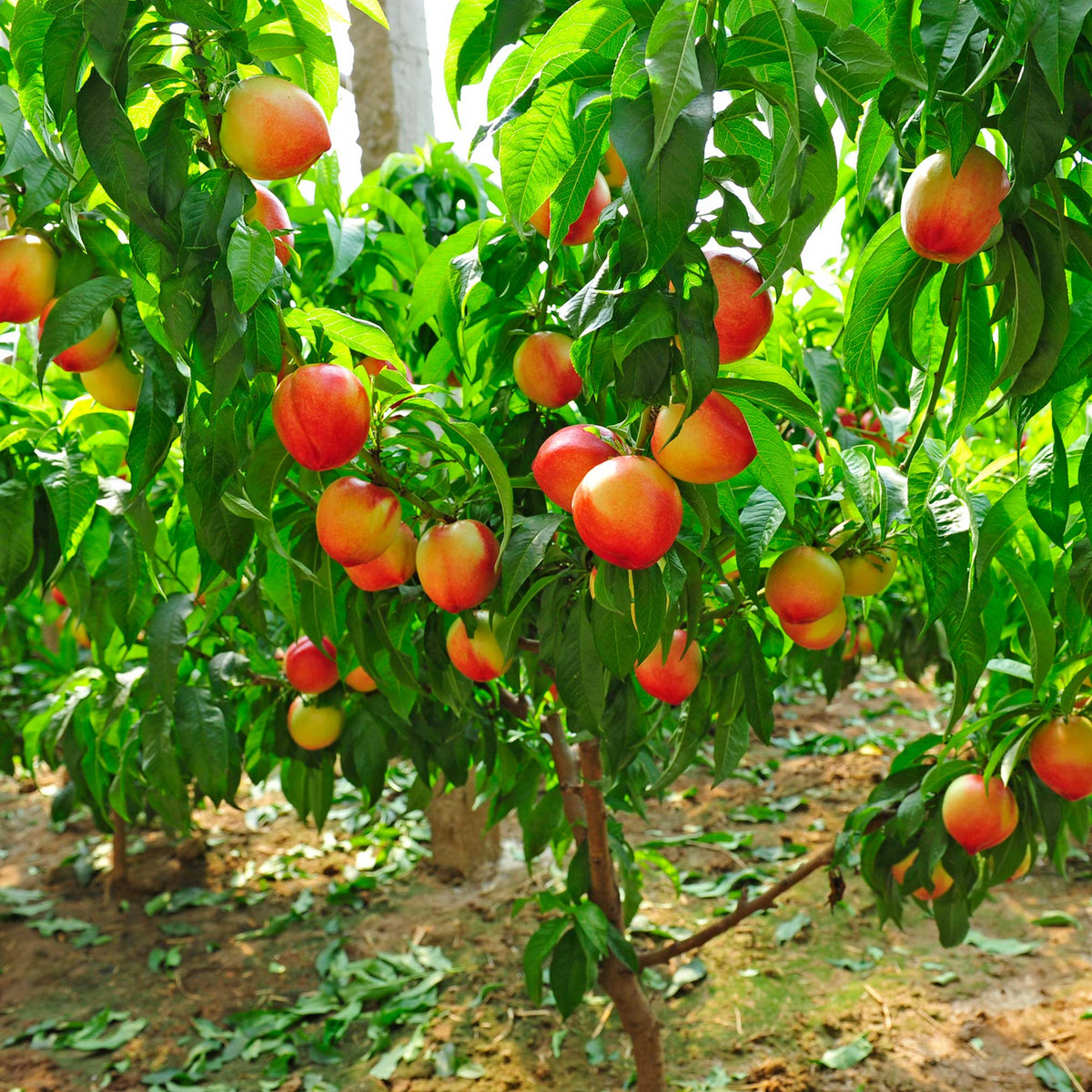 Contender peach tree with ripe red and yellow peaches among dense green leaves in a sunny orchard.