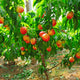 Contender peach tree with ripe red and yellow peaches among dense green leaves in a sunny orchard.